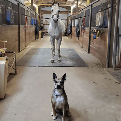 E-Purchasing Floor Rubber Horse Stable Tiles Mats For Extreme Demanding Loads Of Thickness C